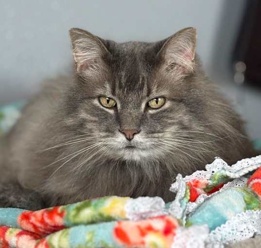 Photo of Apollo