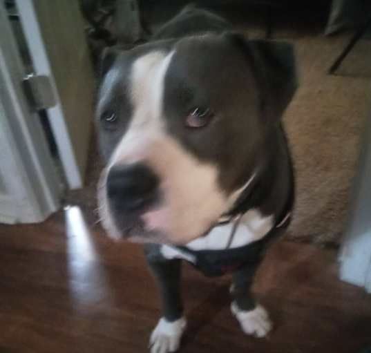 Photo of Hercules