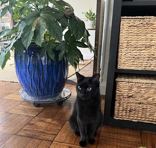 Photo of Ghost-Smart/Spunky