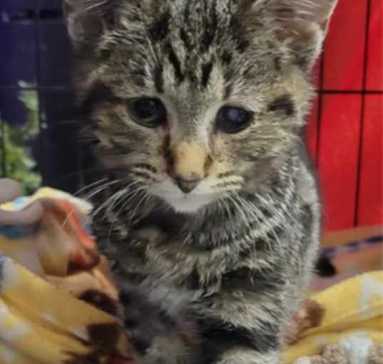 Photo of Sprinkles