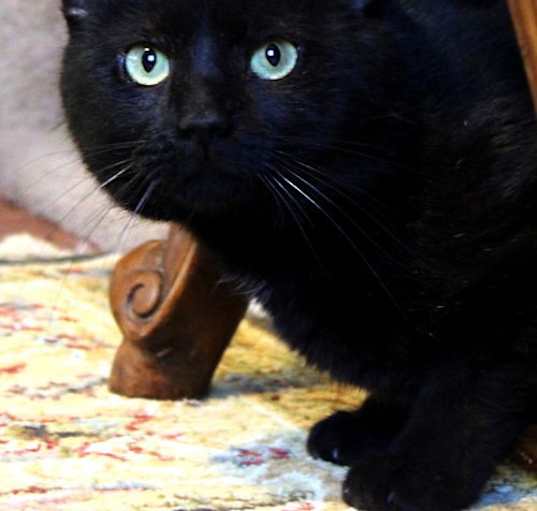 Photo of Blackie