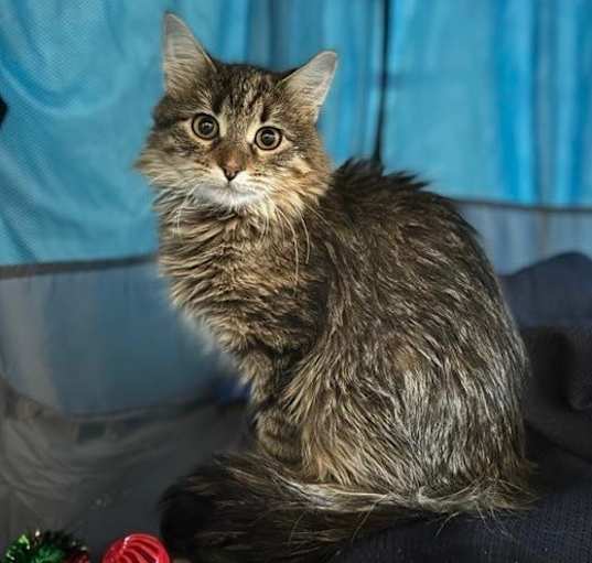 Photo of Angel
