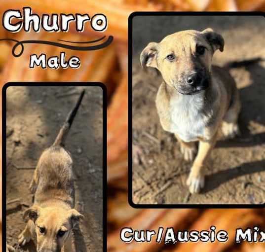 Photo of Churro