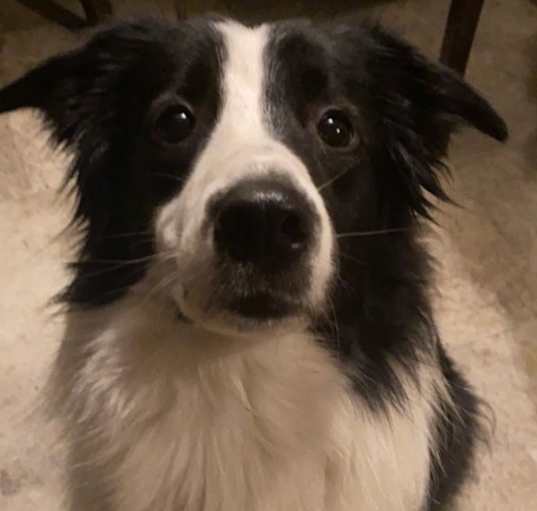 Photo of Luna