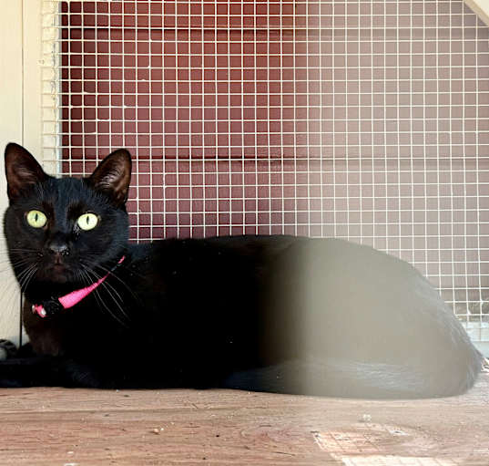 Photo of Jasmine