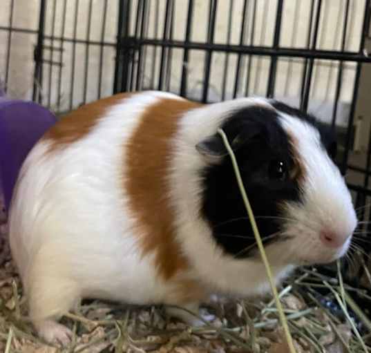 Photo of Boga-Bonded to Joga