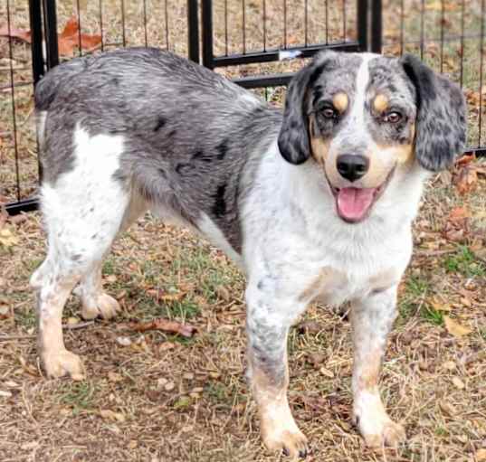 Photo of Blue