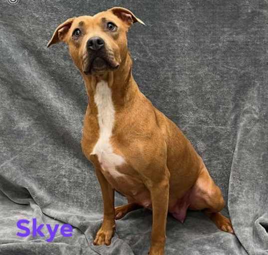 Photo of Skye