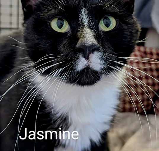Photo of Jasmine