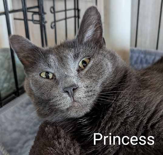 Photo of Princess