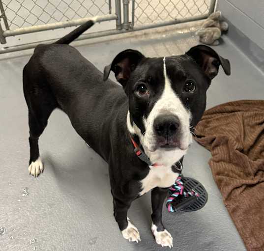 Photo of BRUTUS