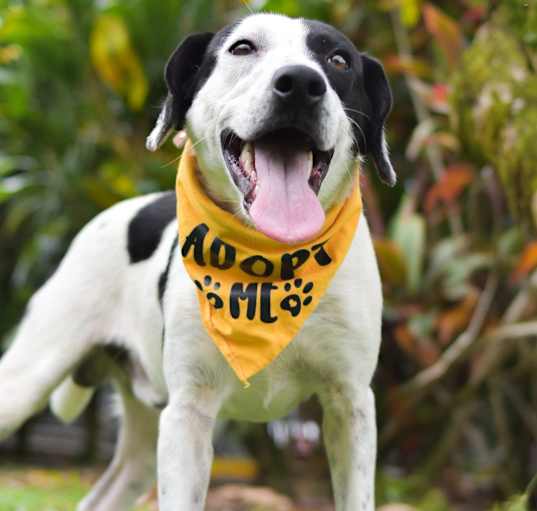 Photo of Moo