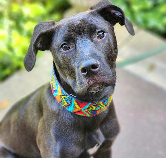 Photo of Archie