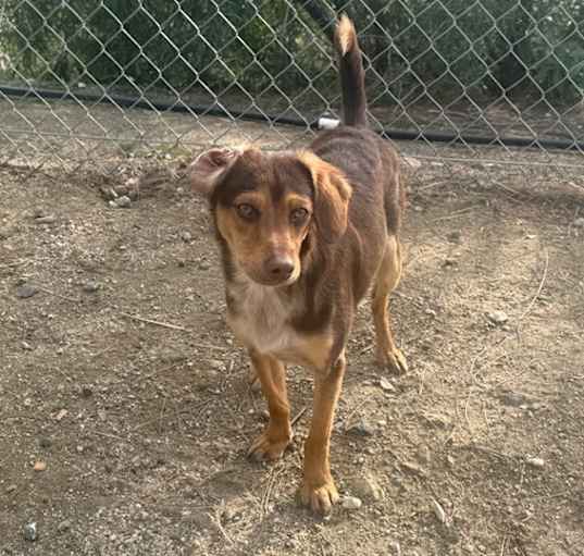 Photo of Oliver