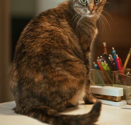Photo of Mabel