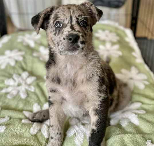 Photo of Misty