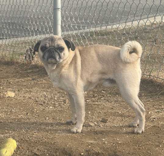 Photo of Rocky
