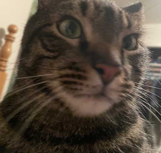 Photo of Atticus