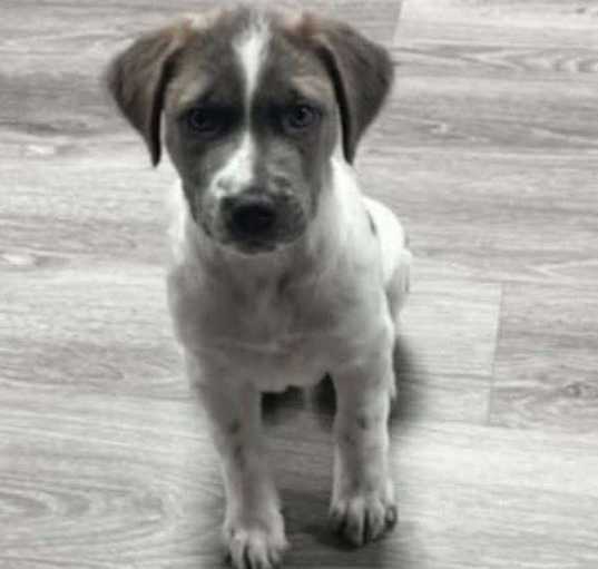 Photo of Atlas