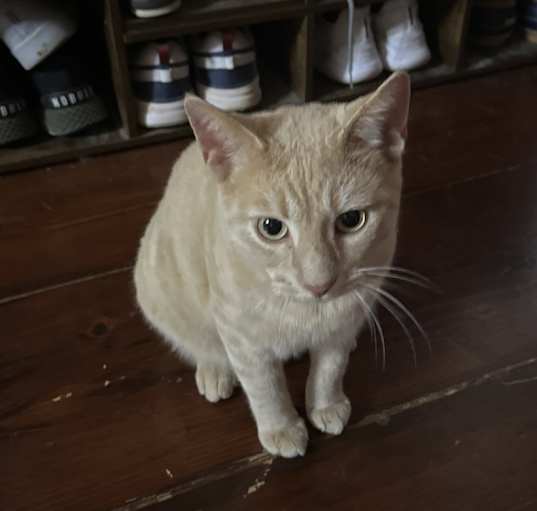 Photo of Chicken Nugget