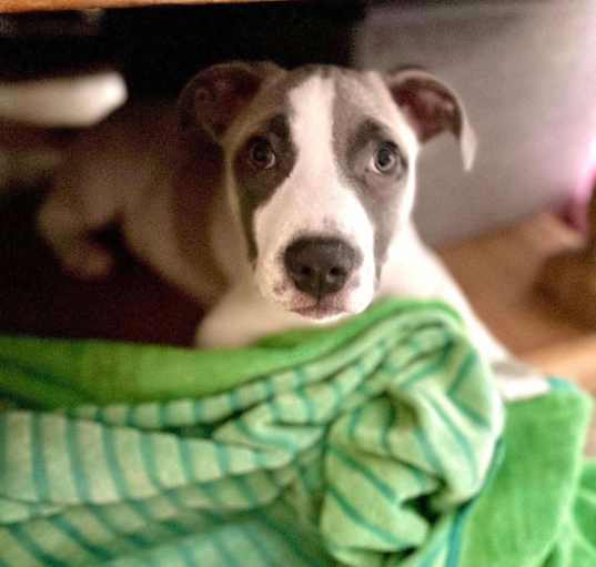Photo of Boone