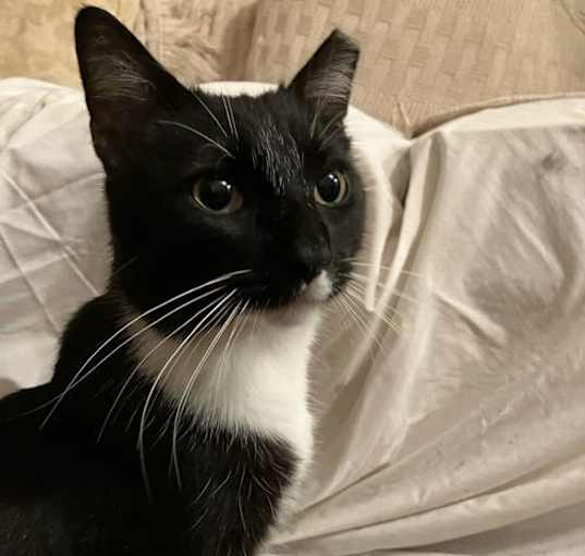 Photo of Socks **COURTESY POST**