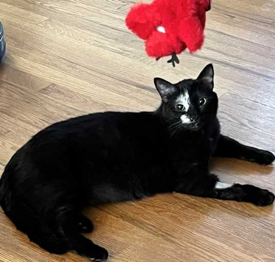Photo of Ziva
