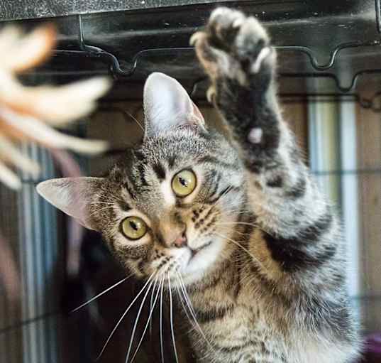 Photo of Bagheera