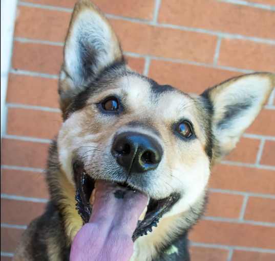 Photo of Blazey