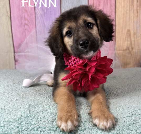 Photo of Flynn