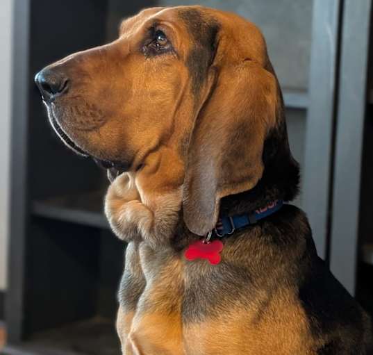 Photo of Hunter