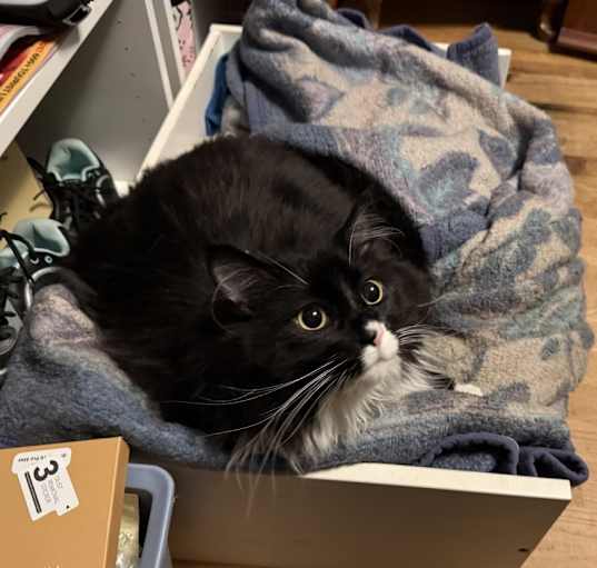 Photo of Sox