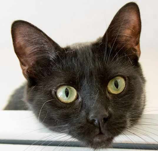 Photo of Pike