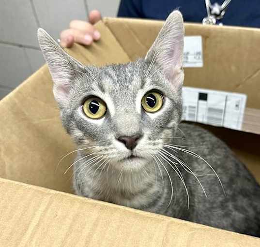 Photo of Grey Grey