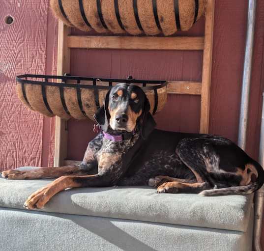 Photo of Luna