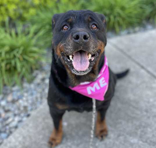Photo of Zelda