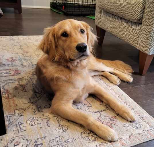 Photo of Beau