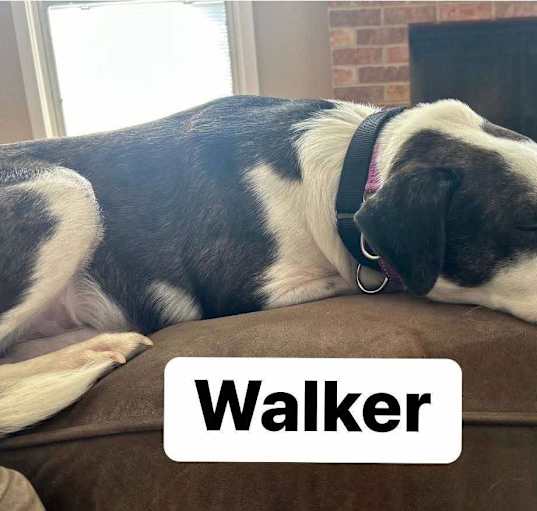 Photo of Walker