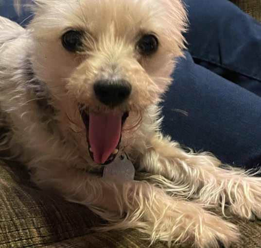 Photo of Sadie