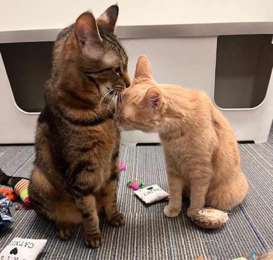 Photo of Milo and Joy Noel bonded pair