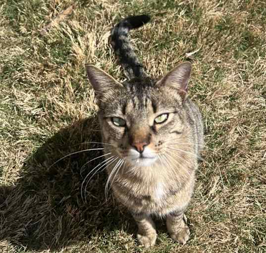 Photo of Tiki