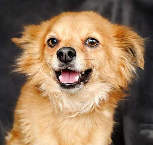 Photo of Otherworldly Osiris ~ Sweet Pomeranian !