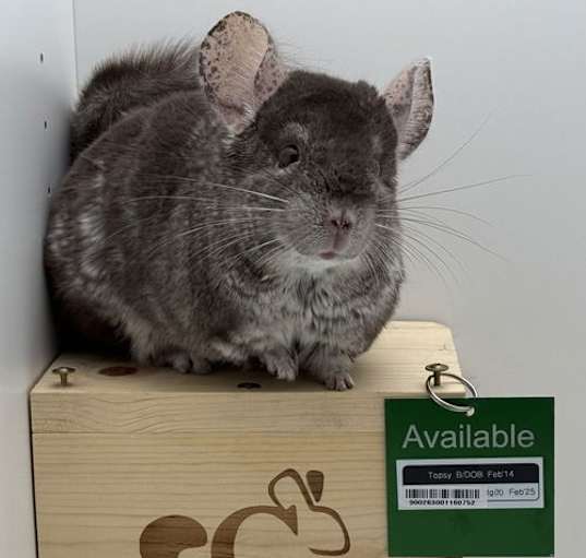 Photo of Topsy