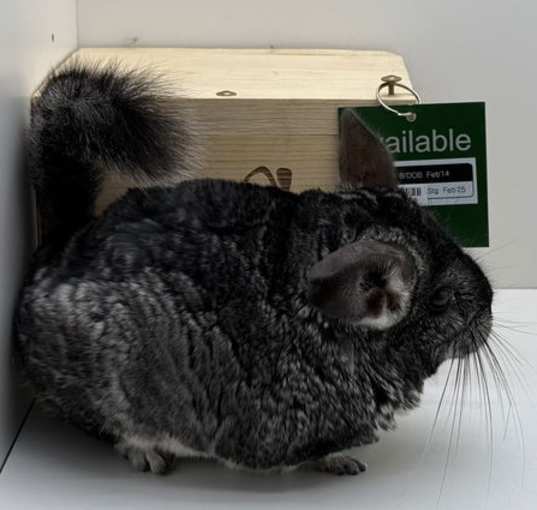 Photo of Tipsy