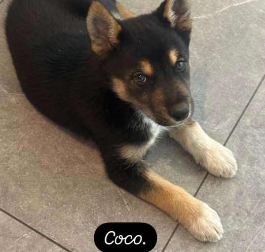 Photo of Walnut's Coco