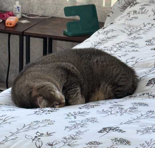 Photo of Fiona