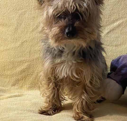 Photo of GRACE /Pending adoption