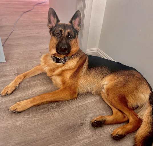 Photo of Ace