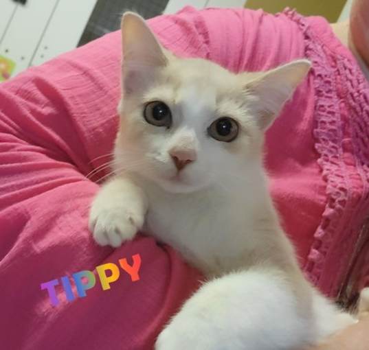 Photo of Tippy #sister-of-Tulsa