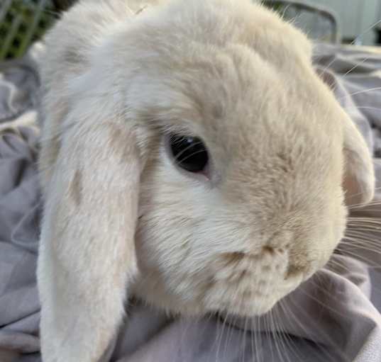Photo of Mochaccino